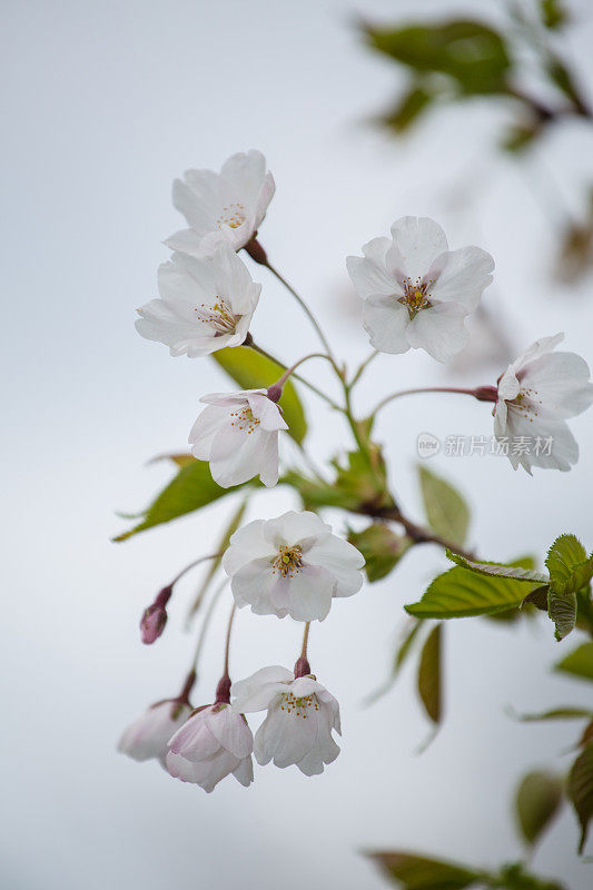 樱花樱花