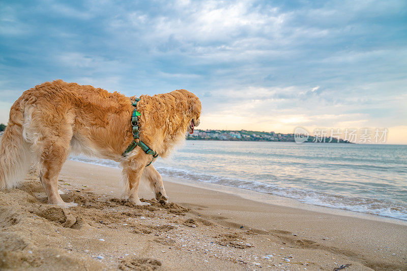 有趣的金毛猎犬在海滩附近的沙滩上嬉戏，海水宽阔