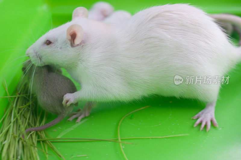 老鼠照顾它的幼崽。老鼠妈妈抚摸着她的孩子。