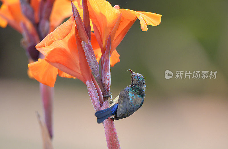 卢旺达的太阳鸟在吮吸花朵
