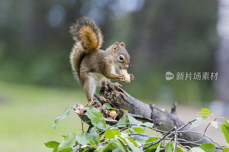 松鼠喂食