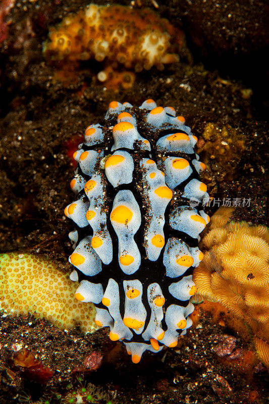 海洋生物。彩色的海蛞蝓水下生物裸鳃