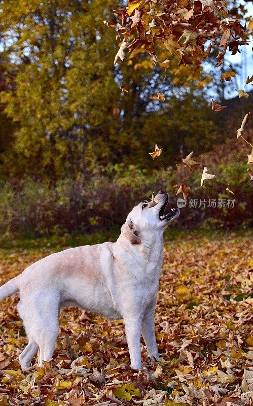 拉布拉多寻回犬和秋叶