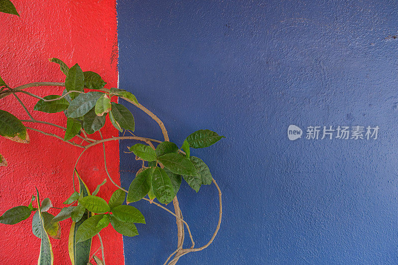 红色和蓝色墙与生长藤蔓背景