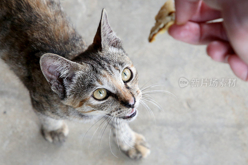 吃饭的时间到了!Meowwww……