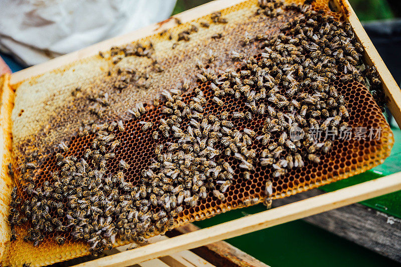 蜂房和蜂窝上的一群蜜蜂