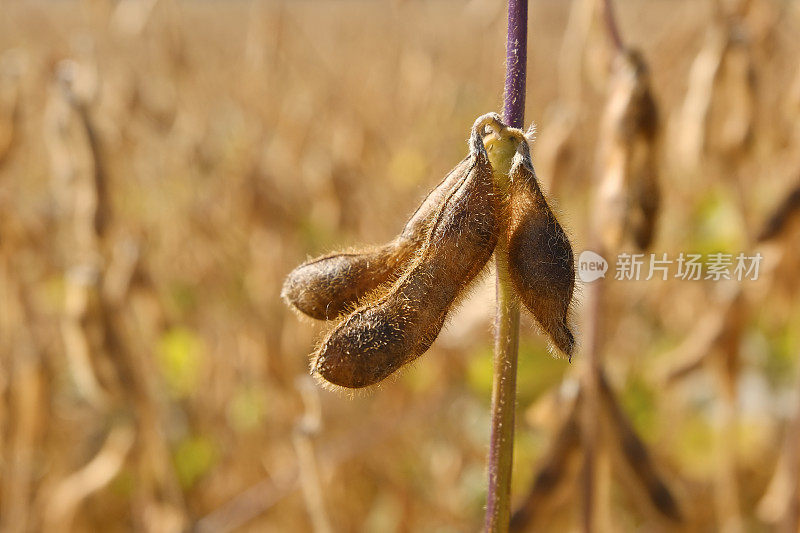 收获前成熟的大豆植株特写