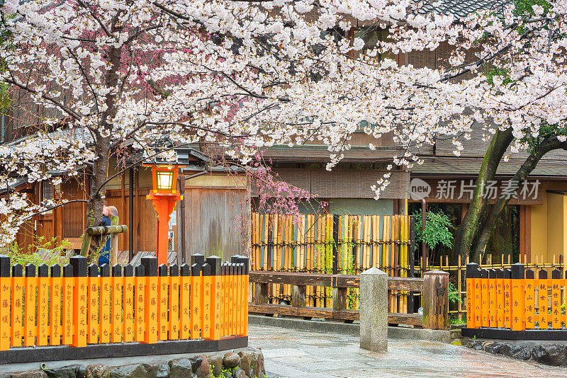 白川园，京都，日本的春天