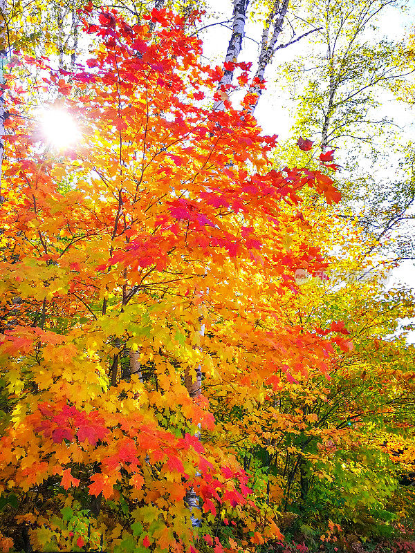 糖枫树秋天在箭头湖，箭头省公园的亨茨维尔，安大略省，加拿大