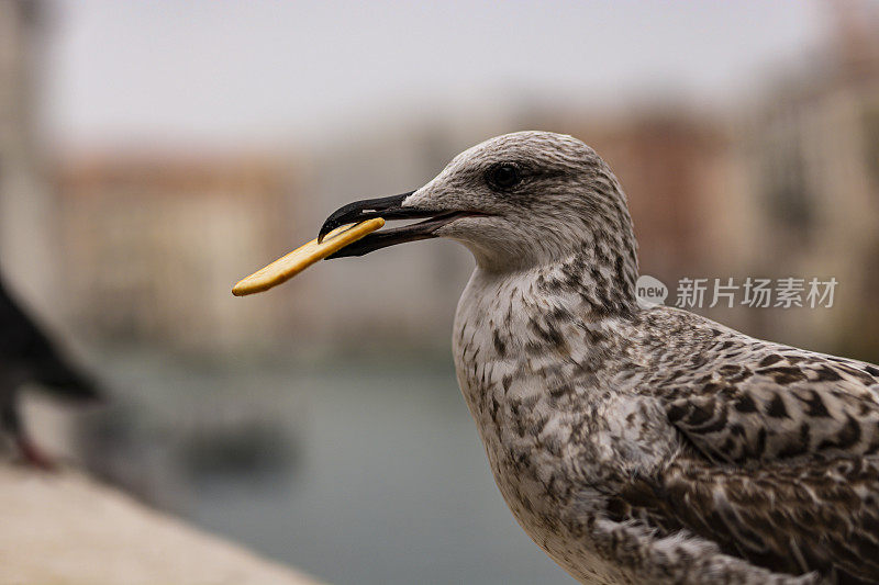 一只鸽子站在桥篱笆上的篱笆上