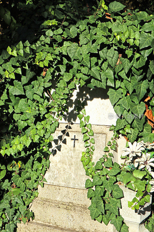 公共墓园内覆盖着攀缘植物的古老墓碑