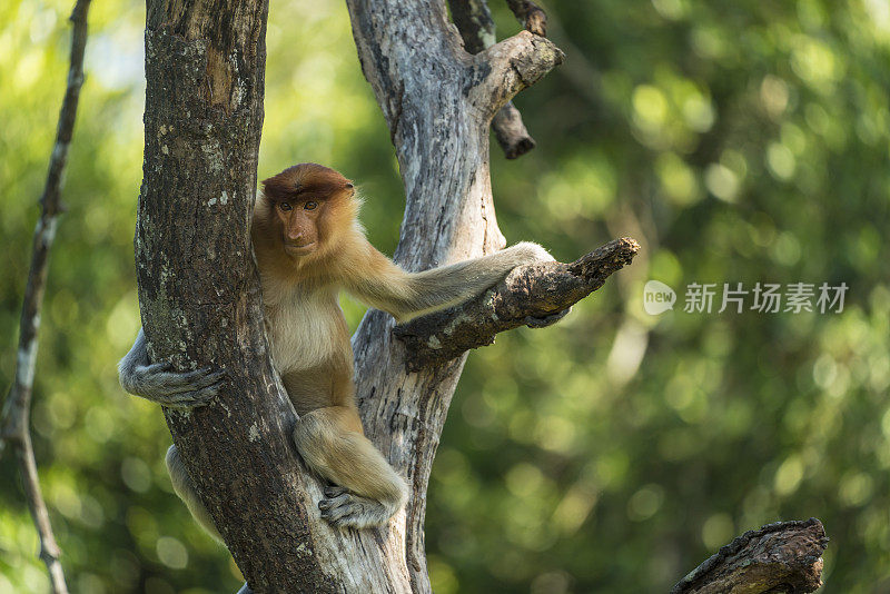 小长鼻猴的特写