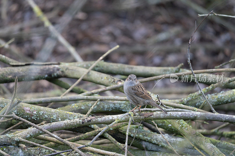 灌木丛中的Dunnock