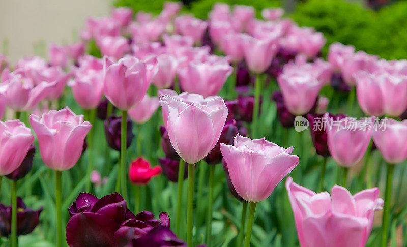 纽约场景——郁金香在曼哈顿