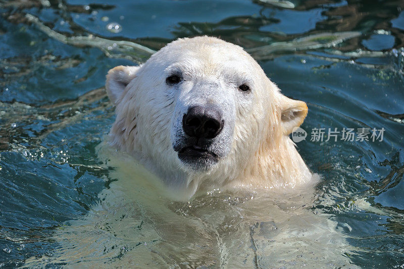 北极熊在水里