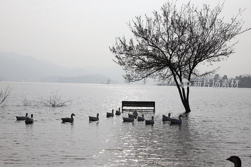 Daecheong湖鹅