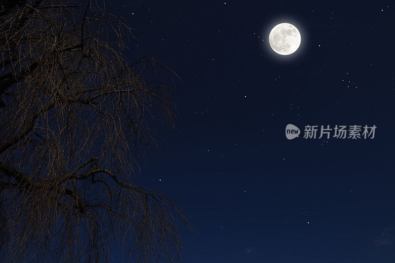 满月在柳树上升起，还有许多星星。