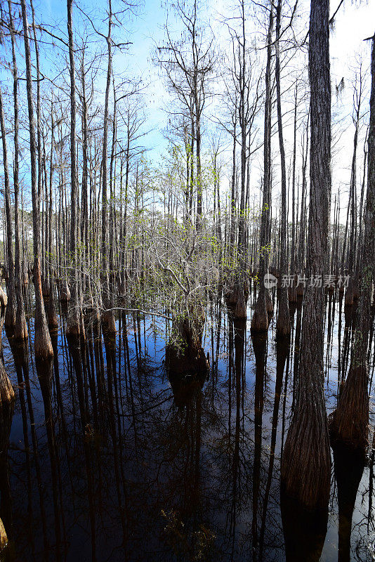广角拍摄的柏树反映在平静的水与冬青生长出柏树树桩