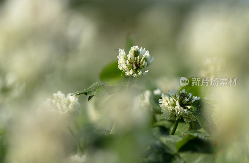 野生三叶草花