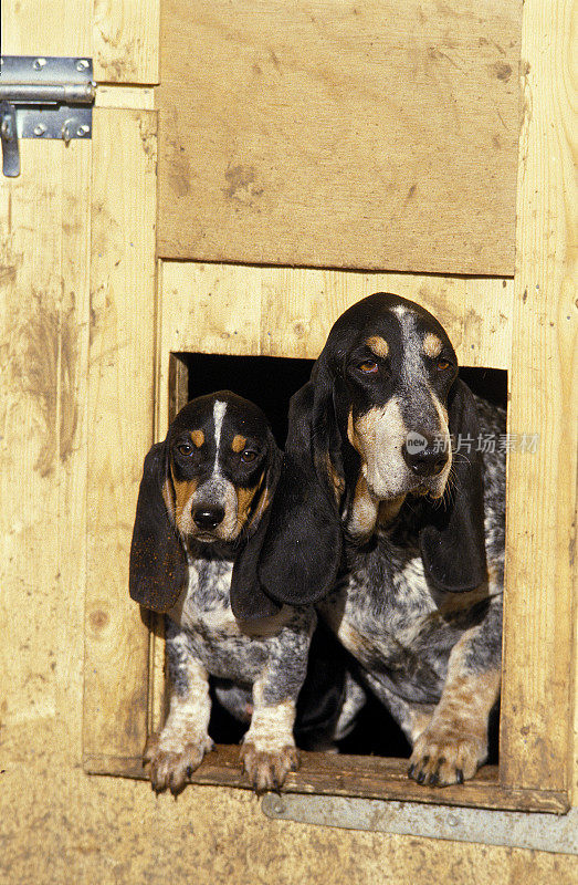 加斯科尼蓝短腿犬或加斯科尼蓝短腿犬，母犬和幼犬站在狗舍入口