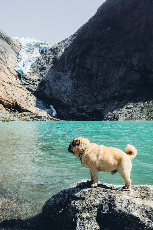 狗游客在挪威南部探索冰川和湖泊