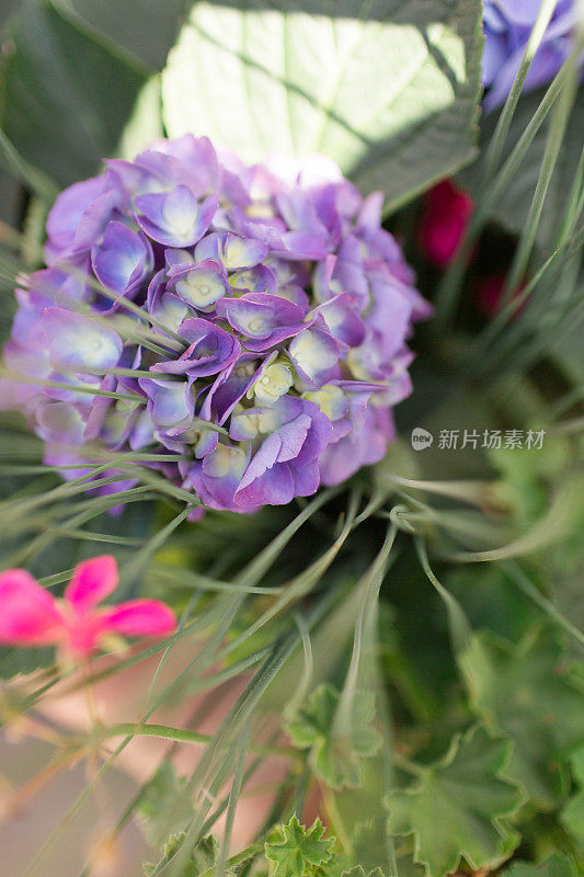 花园里的紫色花朵