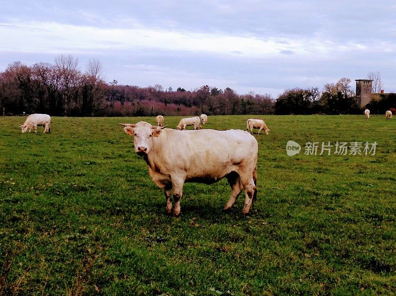 放牛，大草地。