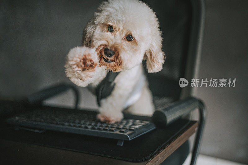 一只玩具贵宾犬在家里在台式电脑和电脑键盘前工作