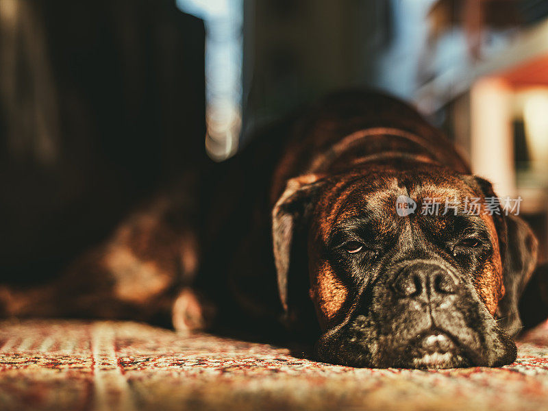 拳师犬在地板上休息