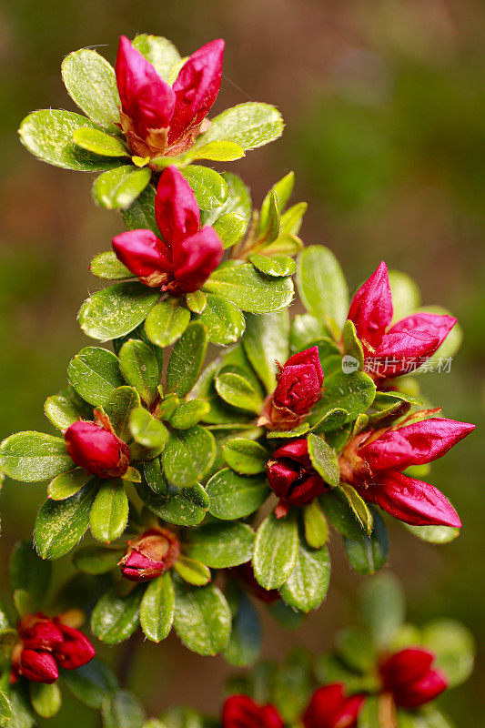 杜鹃花