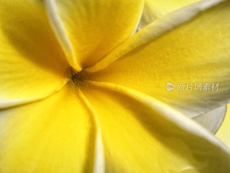 热带白鸡蛋花的极端特写