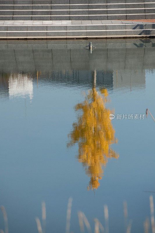 公园里黄色的银杏树倒映在池塘的水面上
