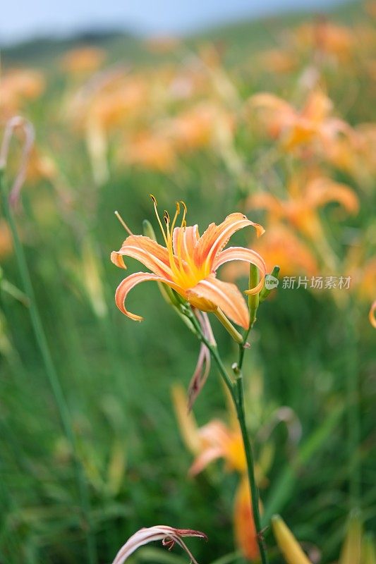 台湾花莲的黄花莲