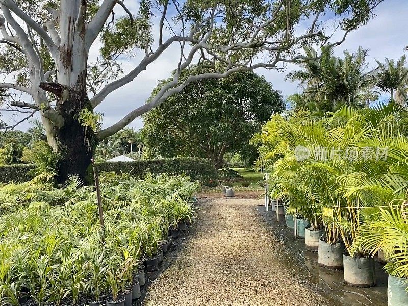 热带植物苗圃