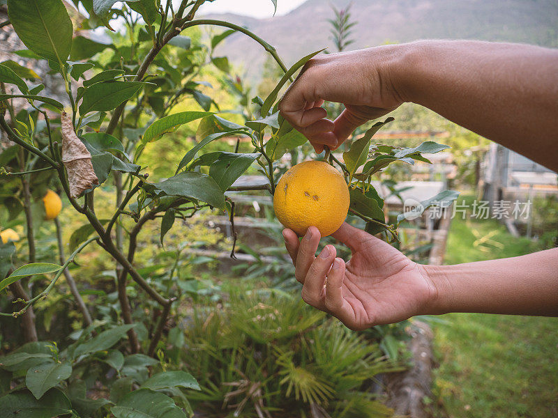 春天在菜园里用手触摸柠檬