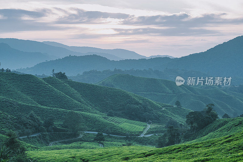 清晨在卡梅隆高地的茶园里种植茶树