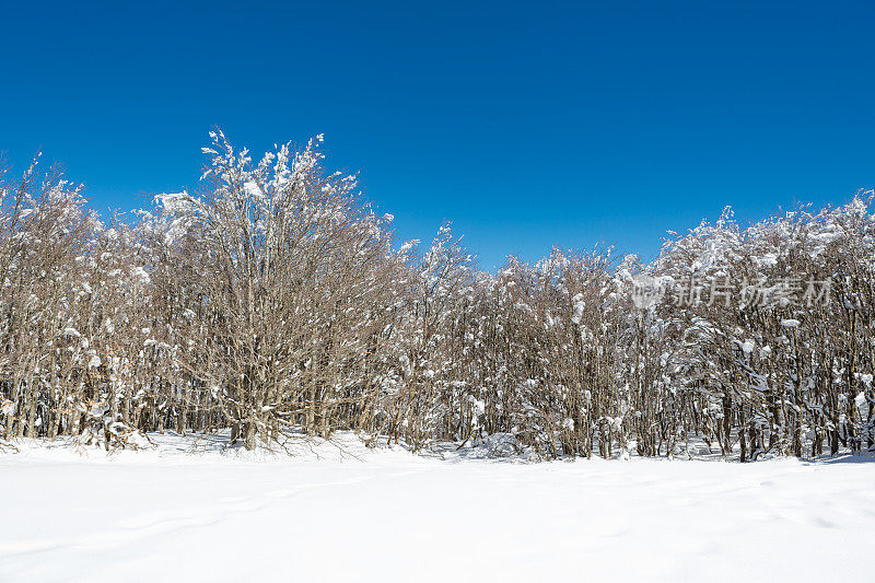 森林里被雪覆盖的树木