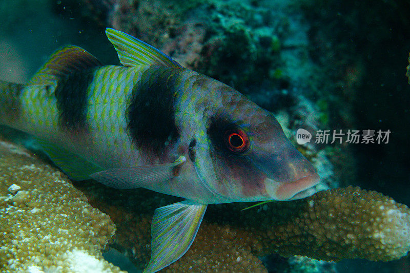 热带鱼，海洋生物，