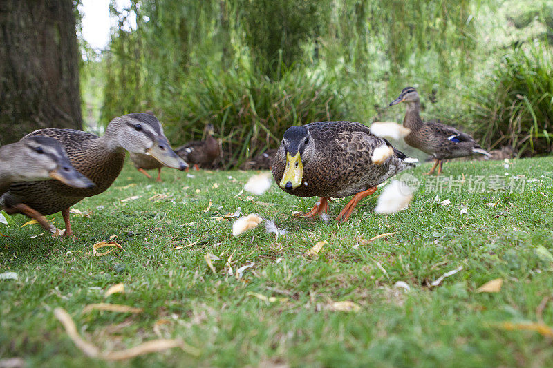 野鸭在池塘边的草地上