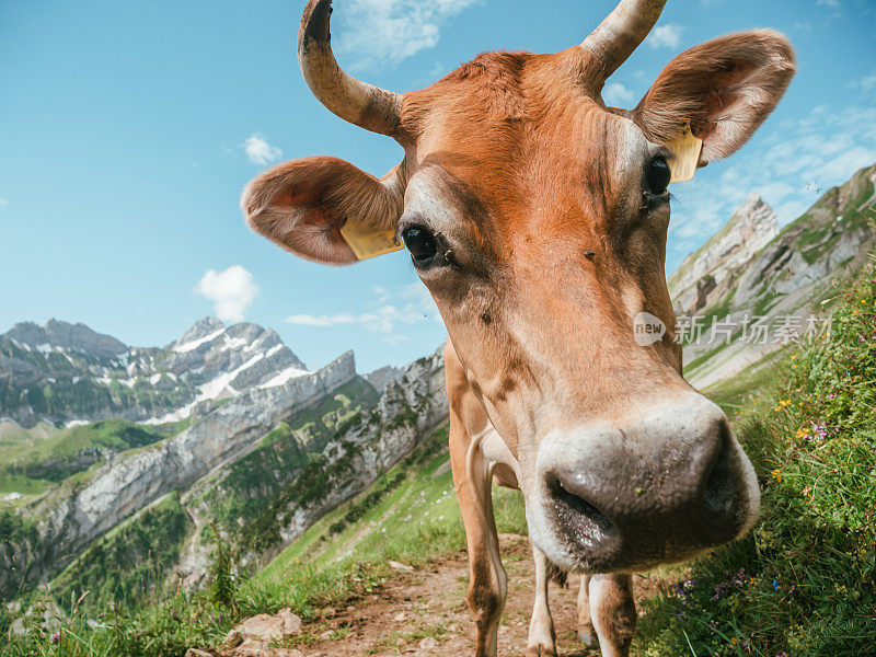 山路上的阿彭策勒牛的肖像