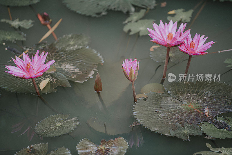 荷花池塘对黑暗的林地背景