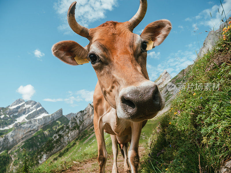 山路上的阿彭策勒牛的肖像