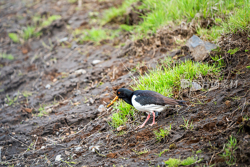 冰岛的景观与一个赤眼龙牡蛎捕手的特写，黑色的鸟与黄色的嘴和红色的眼睛站在绿色的草地上在夏天的地面