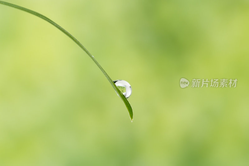 水滴在草叶上的特写镜头