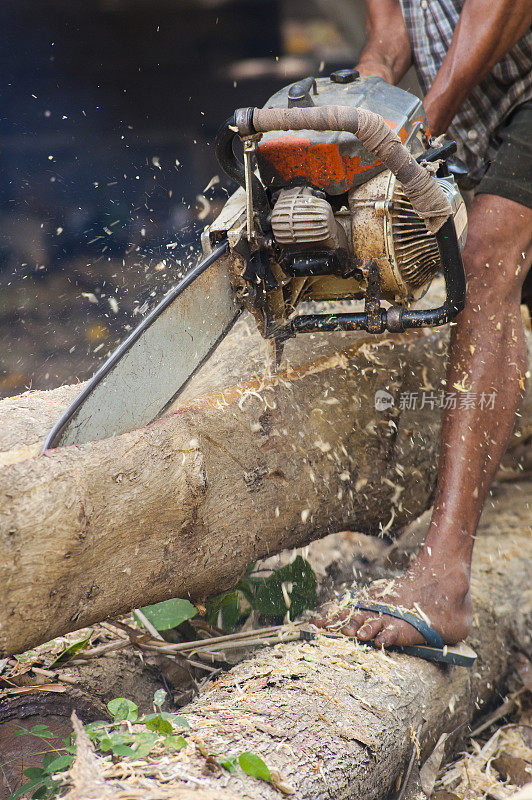 亚洲伐木工用链锯修剪冷杉原木