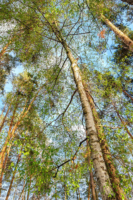 混合deciduous-coniferous森林