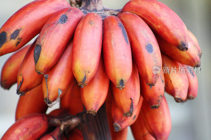红香蕉斯里兰卡