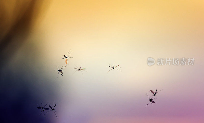 美丽的自然背景与日落和一群飞行的蚊子