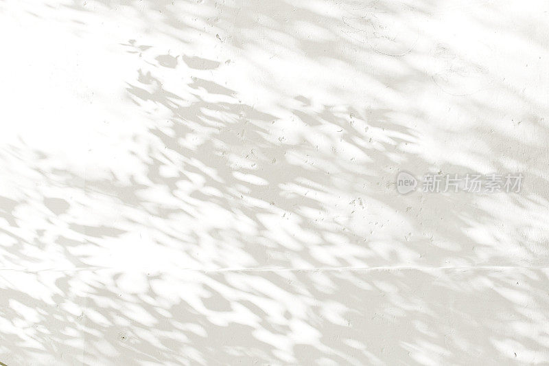 白色灰泥墙上的树叶的影子