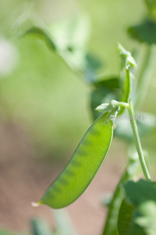 种植豌豆荚